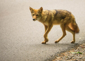 Coyote (Canis latrans) wandering out from the forest into the loop road on a summer late morning.