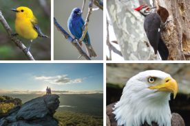 00759240-1b17-11e8-a5ce-121bebc5777e-Bird-Watching