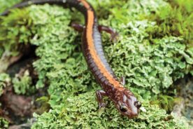 01785440-28ef-11e7-bd0c-0aea2a882f79-Salamander