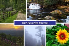 01dd5362-5ff1-11e6-b5c4-12955eaaf839-Collage_august12