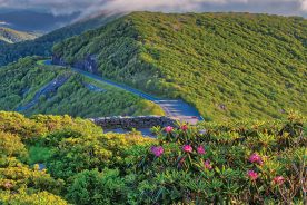 The Craggy Gardens Pinnacle Trail to the Blue Ridge Parkway overlook is below, with the June bloom of the Catawba Rhododendrons in the foreground.