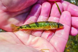 In 1975 the controversial snail darter was placed on the Endangered Species List.