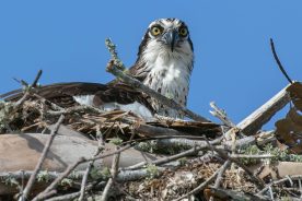 03bf0888-8d43-11ee-b7ad-12163087a831-Osprey-on-nest---photo-by-Mike-Blevins