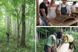 049e325c-c536-11e5-81e9-22000b078648-ForestWithin