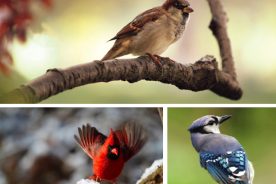 04a3f672-b3b3-11e5-9a2f-22000b078648-BirdCreatureFeature