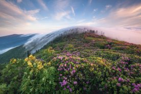 Grassy Ridge, Roan Highlands, Tennessee/North Carolina. From the photographer: “Each year there’s a three- to four-day window when the delicate magenta blossoms of Catawba rhododendron paint the shrub-dominated ridgelines of Roan Mountain with vibrant color. It’s every photographer’s dream—certainly mine—to align this short bloom period with interesting atmospheric conditions. On this morning, everything came together. Following a three-mile, dark hike over open, grassy balds along the Appalachian Trail, I perched myself high atop a natural garden of flowering rhododendron. As the sun began to rise from the east, it seemed to pull an inverted cloud from the west ever so softly over Roan High Knob.”