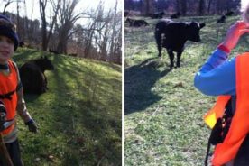 Cows Near Fullhart Knob