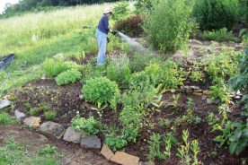 Judy Carson watering the restored garden late in the day in early June.