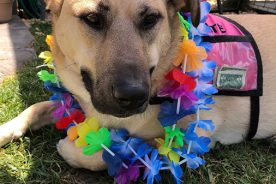 07305d52-d7dc-11ea-bd6a-1244d5f7c7c6-Biscuit_Charity_Work_1