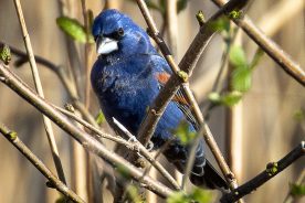 Blue Grosbeak, male
