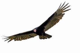 0a3c4200-97ff-11ed-b766-12b3f1b64877-AdobeStock_141735154