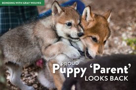 5 weeks old: Ahuli gives Unalii a little love bite during play as Takoda passes by.