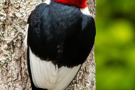 0cdfd840-b310-11ef-b112-12163087a831-Red-headed-Woodpecker---photo-by-Mike-Blevins