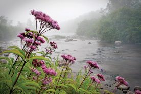 The Canaan Valley of West Virginia is home to some 580 plant species.