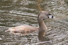 0dc1a9de-814c-11ed-9a2f-12b3f1b64877-Pied-billed-Grebe-by-Michael-Todd