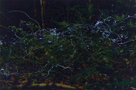 Fireflies light up the night in synchronous display at Rocky Fork State Park in Unicoi County, Tennessee.