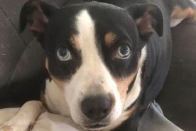 0ec63dfc-c9d6-11ef-851e-12163087a831-Paige