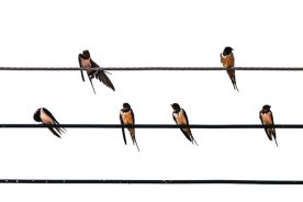 Barn swallows like to perch on wires.