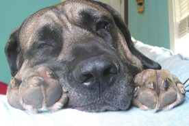 Joe, asleep and close up