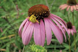 Crab Spider