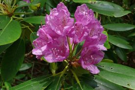 121fc91e-51f8-11f0-b6de-1248ae80e59d-6-2025catawbarhododendron--credt-Joe-Cook-and-Monica-Sheppard