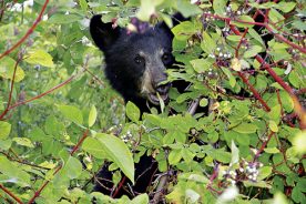 127b5bc8-bc2e-11e4-98d9-22000a4f82a6-BlackBears