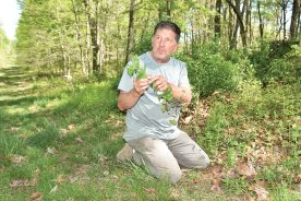Clay Morris says garlic mustard excels as a pesto.