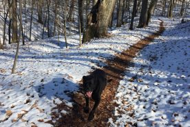 Cookie on Chestnut Ridge Loop Trail, 12/10.