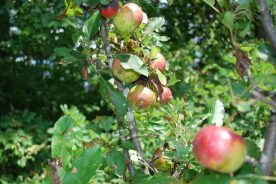 Rome apples growing in Ingram's backyard.