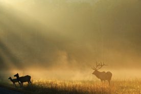 1380deb6-8bf3-11e7-9a77-0a72cbefeab2-Elk