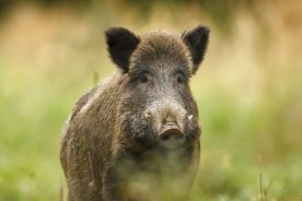 150040e0-5a9f-11e7-82ce-0a5fbc963f88-WildHogs