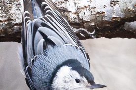 15b5d9ea-b312-11ef-8894-12163087a831-White-breasted-Nuthatch-5---photo-by-Mike-Blevins