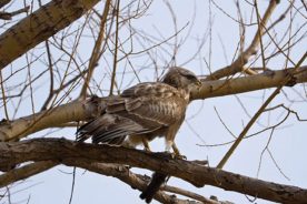 Raptor populations in the Blue Ridge have been recovering in recent years; for birdwatchers, winter is best for spotting golden eagles, especially along the Blue Ridge Parkway.