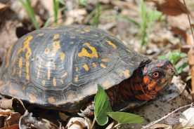 Clearing wildflowers of overgrowth, an unexpected perk: a box turtle encounter.