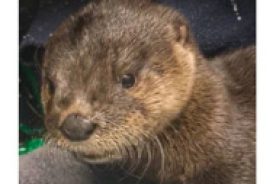 From Top: Eastern Box turtle; North American river otter; baby black rat snake about to emerge.