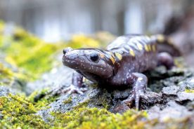 17f9cfa0-309a-11e9-8e03-120e7ad5cf50-Spotted-Salamander-on-moss-2