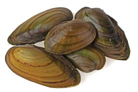 Mussels
