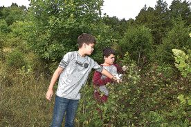 195b34d8-2102-11f0-99d6-12163087a831-1.-Eli-and-Sam-picking-wild-blackberries