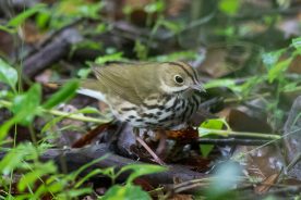 1ad85f60-9a86-11ee-95b0-12163087a831-Ovenbird-3---photo-by-Michael-Todd
