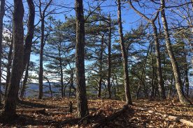 This spot, 50 feet back from the formation of Tinker Cliffs, was at least 10 degrees warmer than out on the rocks.