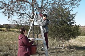 Elaine steadies a ladder while Sam picks persimmons minutes before the yellow jacket attack.