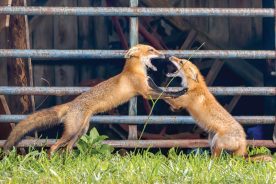 Two young kits playfully “fight.” This rough play helps them learn to survive and establishes dominance from a young age.