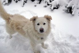 Ol’ Fluff has for 10 years been a loyal, obedient, kindly pet, with no real faults except for his penchant to answer, now and again, to the call of the wild.