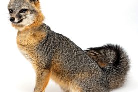 1f2fe99e-3370-11ed-b72b-12274efc5439-AdobeStock_254815268-2