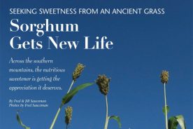 Sorghum cane ready for harvest.