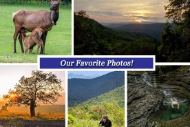 1fa487fe-7e08-11e7-8e40-0a72cbefeab2-Collage