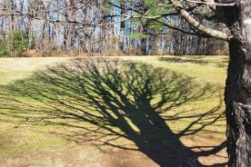 Much of the Oklawaha Greenway is lined with trees.