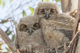2159ae1c-6c31-11ee-8a34-12163087a831-Great-Horned-Owl-chicks---photo-by-KSNaturePhotography