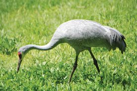 Sandhill crane numbers in Tennessee’s Hiwassee Refuge have reached 20,000.