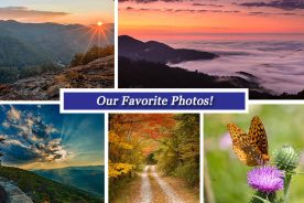 2223248a-b504-11e7-8416-121bebc5777e-Collage